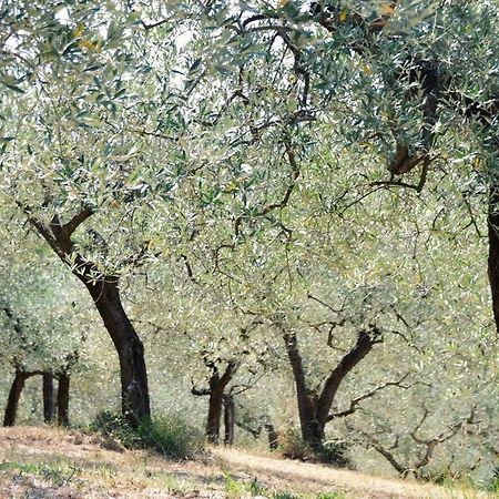 B&B Lavanda E Rosmarino Ассизи Экстерьер фото