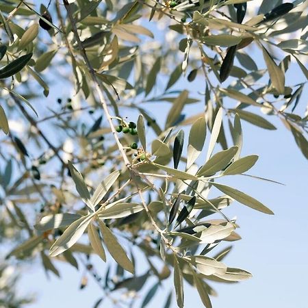 B&B Lavanda E Rosmarino Ассизи Экстерьер фото