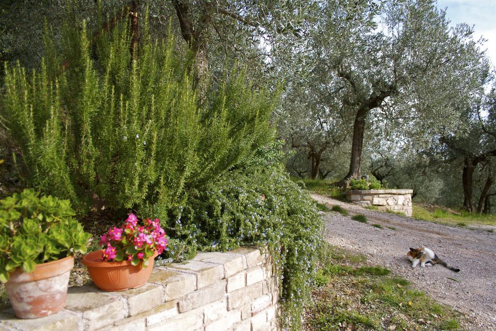 B&B Lavanda E Rosmarino Ассизи Экстерьер фото