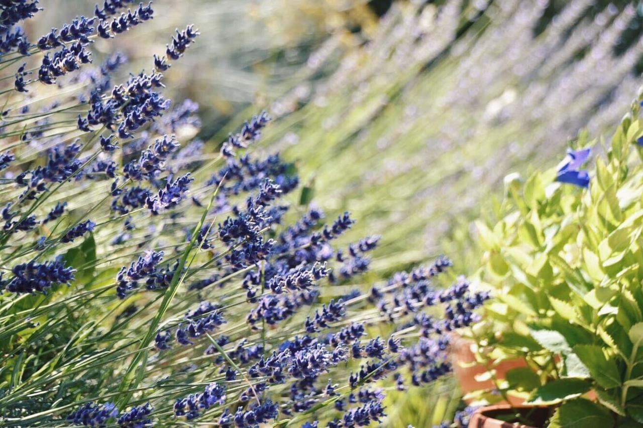 B&B Lavanda E Rosmarino Ассизи Экстерьер фото
